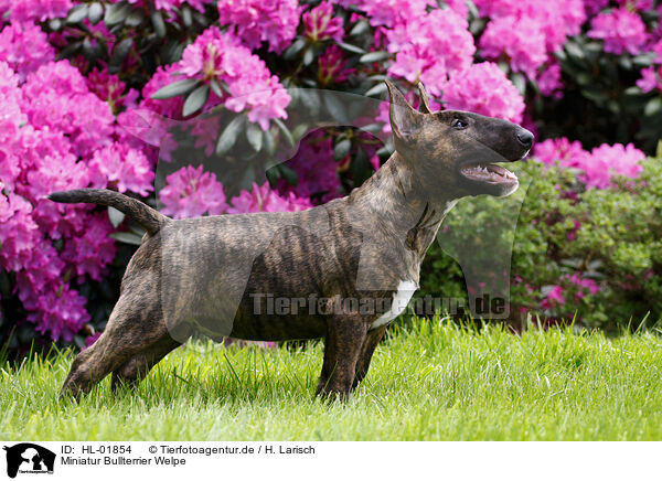 Miniatur Bullterrier Welpe / Miniature Bull Terrier Puppy / HL-01854