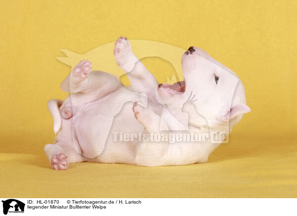 liegender Miniatur Bullterrier Welpe / lying Miniature Bull Terrier Puppy / HL-01870