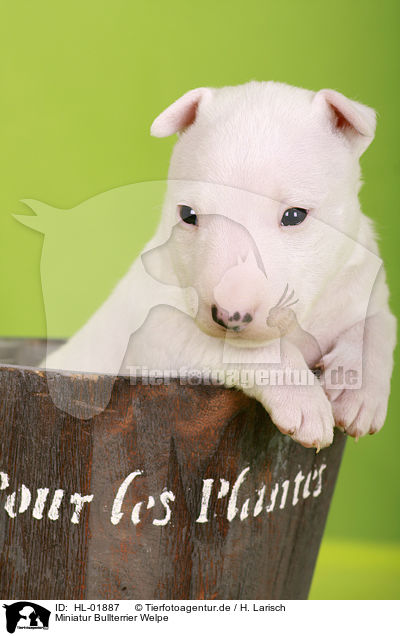 Miniatur Bullterrier Welpe / Miniature Bull Terrier Puppy / HL-01887