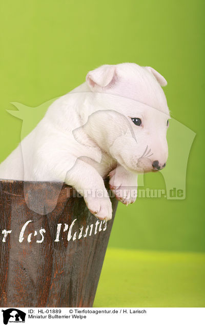 Miniatur Bullterrier Welpe / Miniature Bull Terrier Puppy / HL-01889