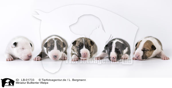 Miniatur Bullterrier Welpe / Miniature Bullterrier puppy / LB-01733