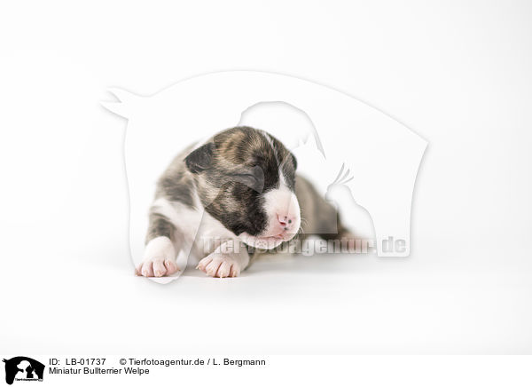 Miniatur Bullterrier Welpe / Miniature Bullterrier puppy / LB-01737