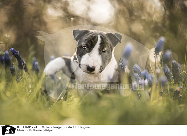 Miniatur Bullterrier Welpe / LB-01794
