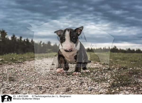 Miniatur Bullterrier Welpe / Miniature Bullterrier puppy / LB-01846