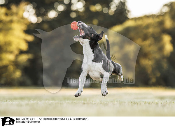 Miniatur Bullterrier / Miniature Bullterrier / LB-01881