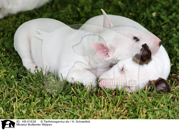 Miniatur Bullterrier Welpen / HS-01638
