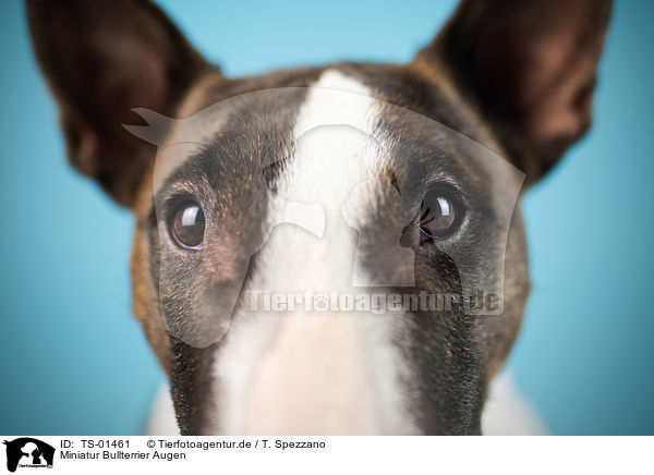 Miniatur Bullterrier Augen / Miniature Bull Terrier eyes / TS-01461