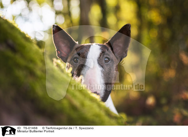 Miniatur Bullterrier Portrait / Miniature Bull Terrier Portrait / TS-01468