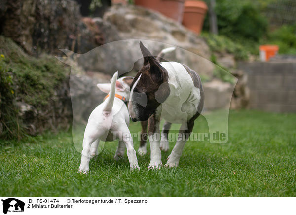 2 Miniatur Bullterrier / 2 Miniature Bull Terrier / TS-01474