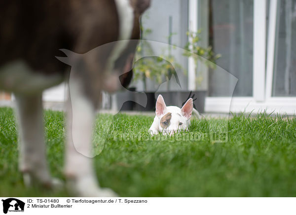 2 Miniatur Bullterrier / 2 Miniature Bull Terrier / TS-01480