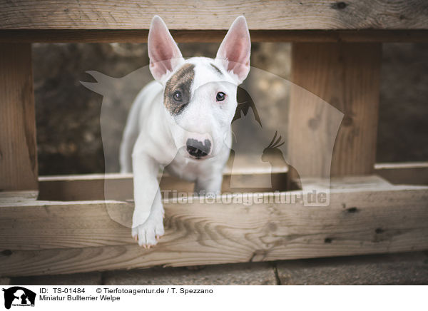 Miniatur Bullterrier Welpe / Miniature Bull Terrier Puppy / TS-01484