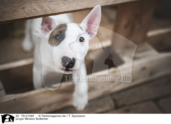 junger Miniatur Bullterrier / young Miniature Bull Terrier / TS-01485