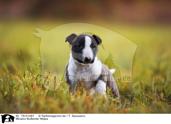 Miniatur Bullterrier Welpe / Miniature Bull Terrier Puppy / TS-01487