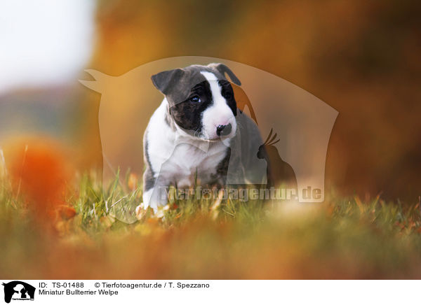 Miniatur Bullterrier Welpe / Miniature Bull Terrier Puppy / TS-01488