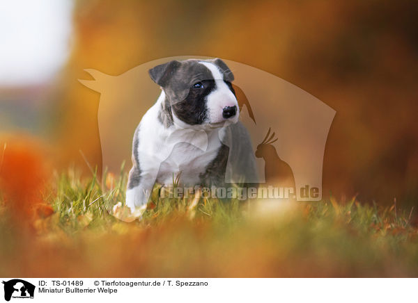 Miniatur Bullterrier Welpe / Miniature Bull Terrier Puppy / TS-01489