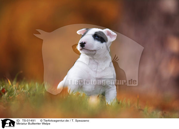 Miniatur Bullterrier Welpe / Miniature Bull Terrier Puppy / TS-01491