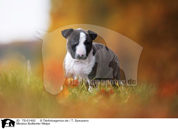 Miniatur Bullterrier Welpe / Miniature Bull Terrier Puppy / TS-01492