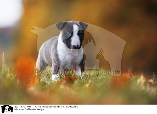 Miniatur Bullterrier Welpe / Miniature Bull Terrier Puppy / TS-01493