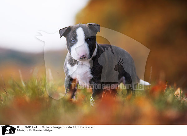 Miniatur Bullterrier Welpe / Miniature Bull Terrier Puppy / TS-01494