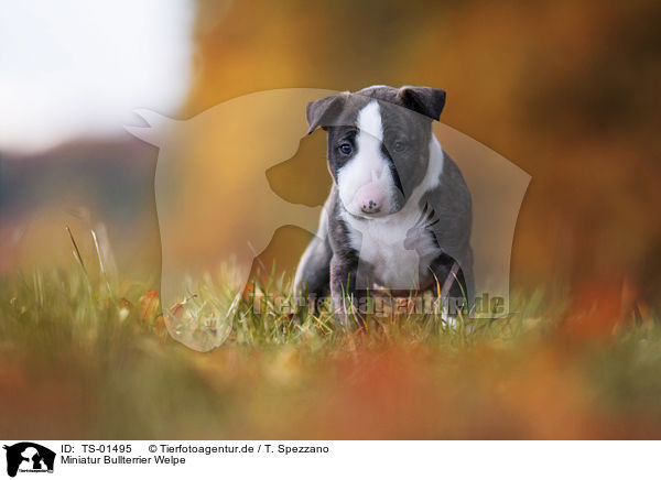 Miniatur Bullterrier Welpe / Miniature Bull Terrier Puppy / TS-01495