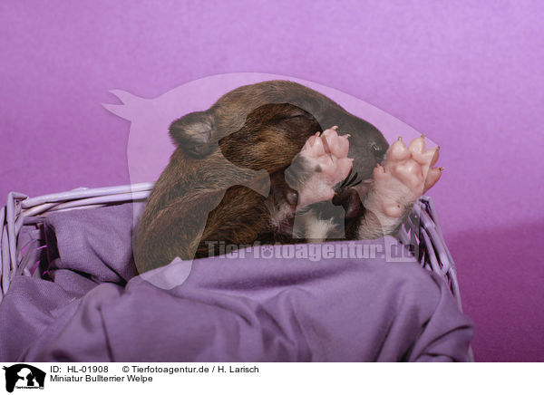 Miniatur Bullterrier Welpe / Miniature Bull Terrier Puppy / HL-01908