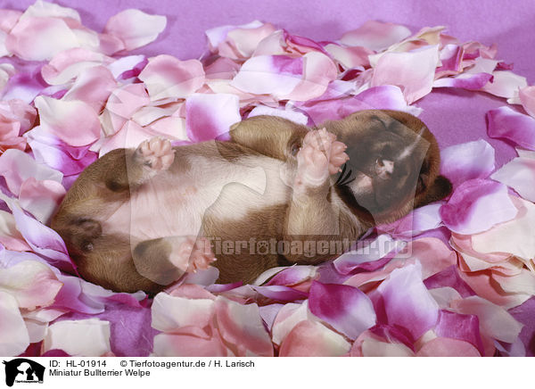 Miniatur Bullterrier Welpe / Miniature Bull Terrier Puppy / HL-01914