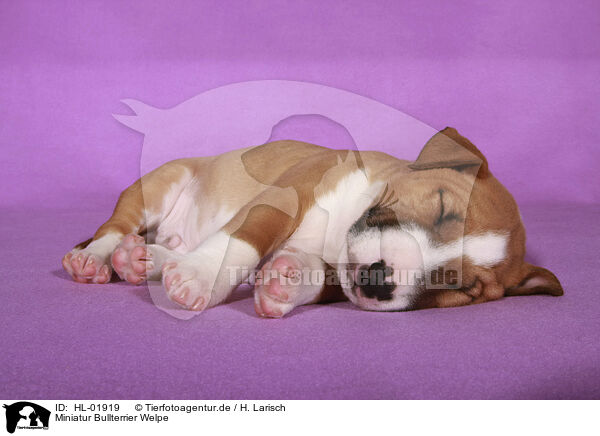 Miniatur Bullterrier Welpe / Miniature Bull Terrier Puppy / HL-01919