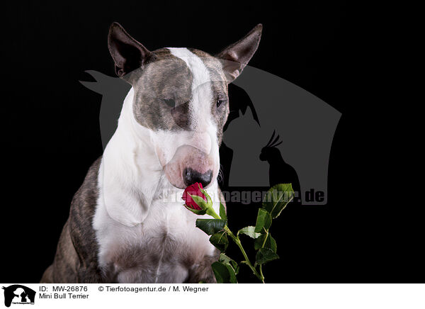 Mini Bull Terrier / Mini Bull Terrier / MW-26876