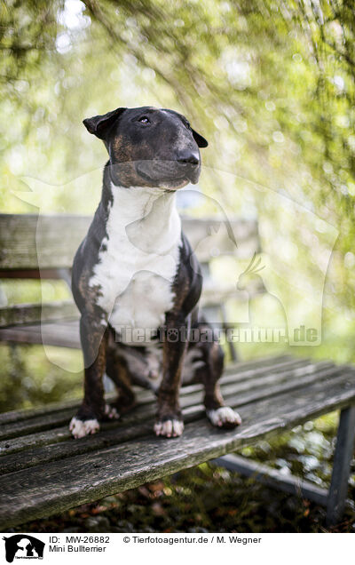 Mini Bullterrier / Mini Bull Terrier / MW-26882