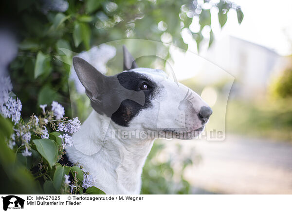 Mini Bullterrier im Flieder / Mini Bull Terrier in syringa / MW-27025