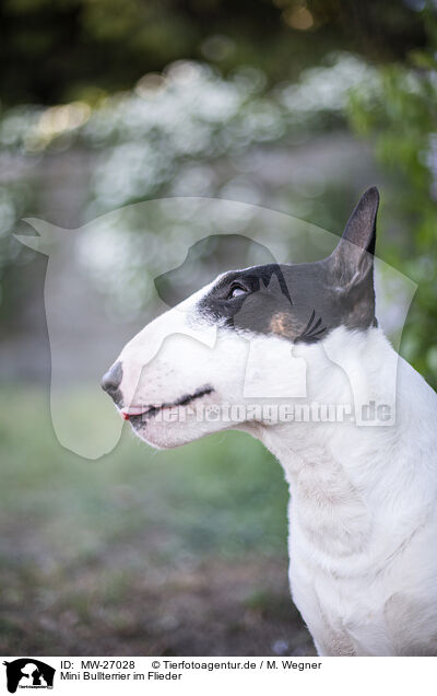 Mini Bullterrier im Flieder / Mini Bull Terrier in syringa / MW-27028