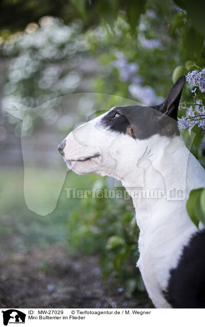 Mini Bullterrier im Flieder / Mini Bull Terrier in syringa / MW-27029