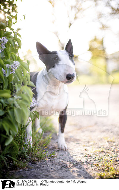 Mini Bullterrier im Flieder / Mini Bull Terrier in syringa / MW-27038