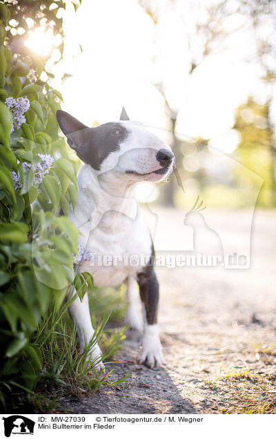 Mini Bullterrier im Flieder / Mini Bull Terrier in syringa / MW-27039