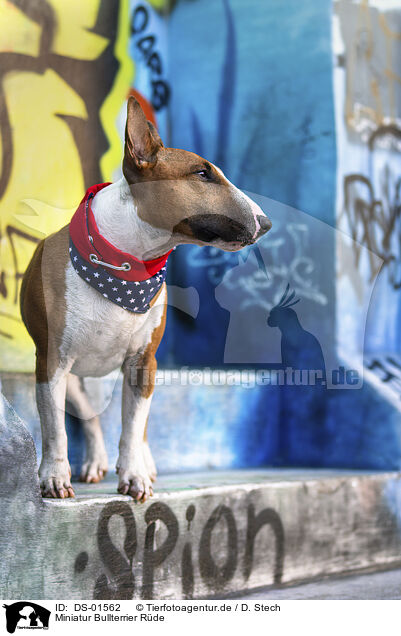 Miniatur Bullterrier Rde / male Miniature Bullterrier / DS-01562