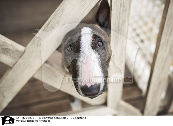 Miniatur Bullterrier Hndin / female Miniature Bullterrier / TS-01579