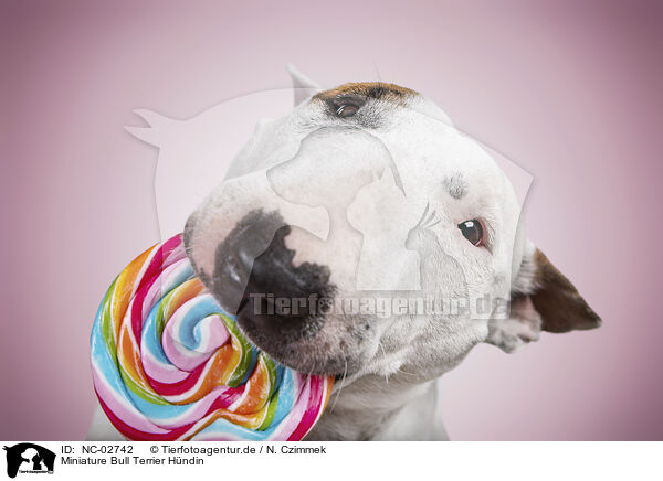 Miniature Bull Terrier Hndin / NC-02742