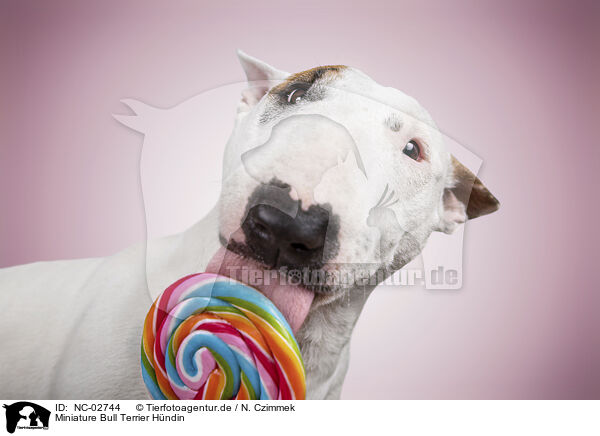 Miniature Bull Terrier Hndin / NC-02744