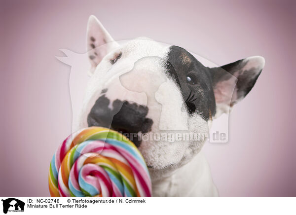 Miniature Bull Terrier Rde / male Miniature Bull Terrier / NC-02748