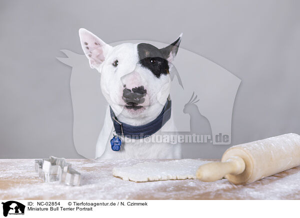 Miniature Bull Terrier Portrait / Miniature Bull Terrier Portrait / NC-02854