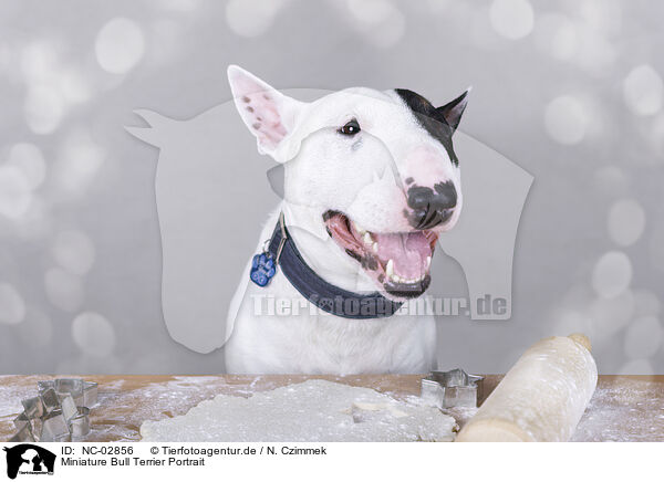 Miniature Bull Terrier Portrait / Miniature Bull Terrier Portrait / NC-02856