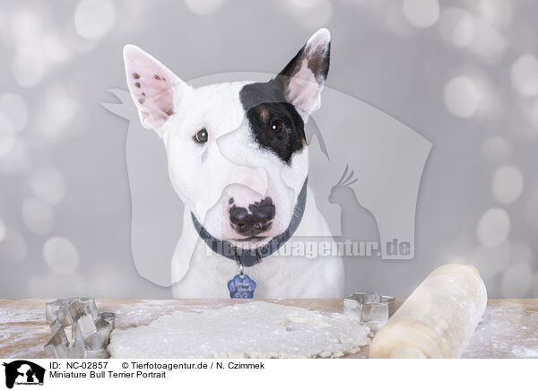 Miniature Bull Terrier Portrait / Miniature Bull Terrier Portrait / NC-02857