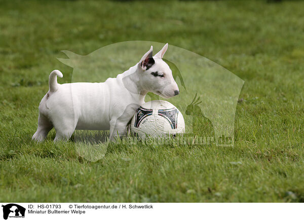 Miniatur Bullterrier Welpe / Miniature Bull Terrier Puppy / HS-01793