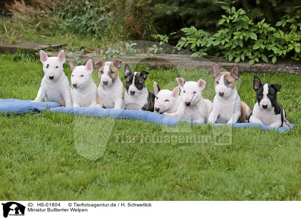 Miniatur Bullterrier Welpen / Miniature Bull Terrier Puppies / HS-01804