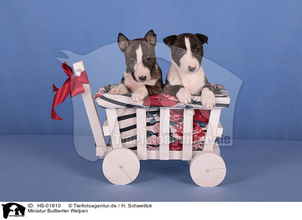 Miniatur Bullterrier Welpen / Miniature Bull Terrier Puppies / HS-01810
