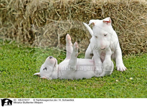 Miniatur Bullterrier Welpen / Miniature Bull Terrier Puppies / HS-01817