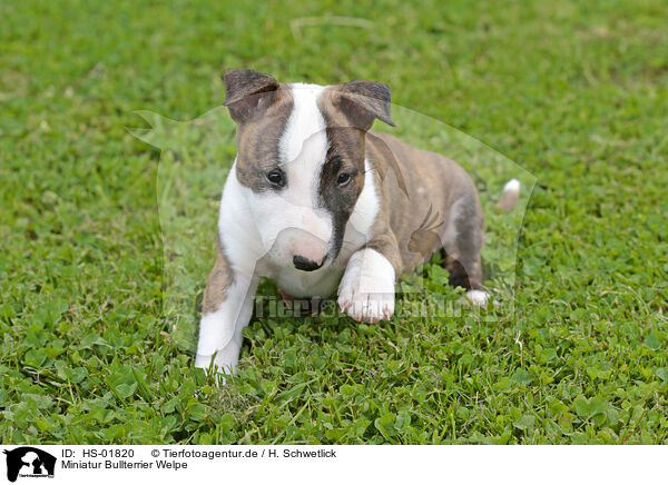 Miniatur Bullterrier Welpe / Miniature Bull Terrier Puppy / HS-01820