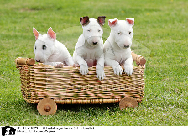 Miniatur Bullterrier Welpen / Miniature Bull Terrier Puppies / HS-01823