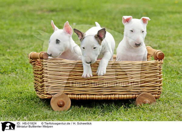 Miniatur Bullterrier Welpen / Miniature Bull Terrier Puppies / HS-01824
