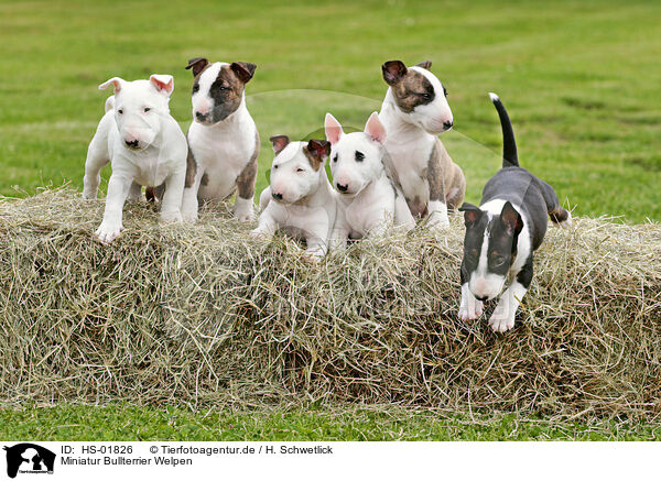 Miniatur Bullterrier Welpen / Miniature Bull Terrier Puppies / HS-01826